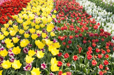 Hollanda'da Çiçek parkı Keukenhof