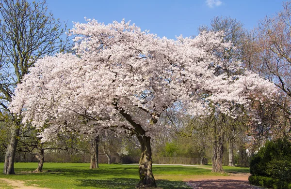 Spring in Germany Stock Picture