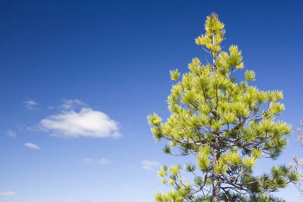 Eenzame dennen. Blauwe hemel met wolken — Stockfoto