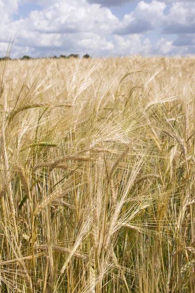 Ucho pszenicy. Jesienny krajobraz — Zdjęcie stockowe