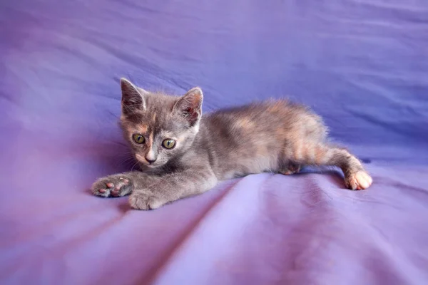 Bardzo Mały Kot Siedzi Koc Fioletowy — Zdjęcie stockowe