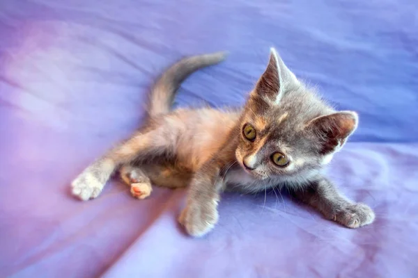 Bardzo Mały Kot Siedzi Koc Fioletowy — Zdjęcie stockowe
