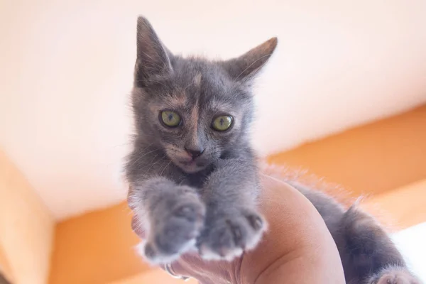 Ręce Grając Mały Szary Kotek — Zdjęcie stockowe