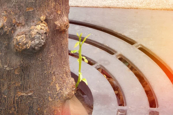Sprouted Sprout Tree Trunk New Life — Stock Photo, Image