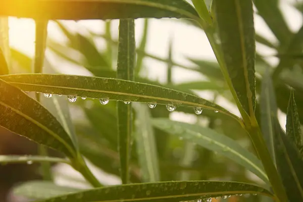 Raindrops Closeup Raindrops Leaf Rain — Stock Photo, Image