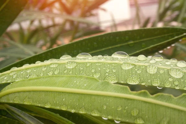 Primer Plano Las Gotas Lluvia Gotas Lluvia Hoja Después Lluvia — Foto de Stock