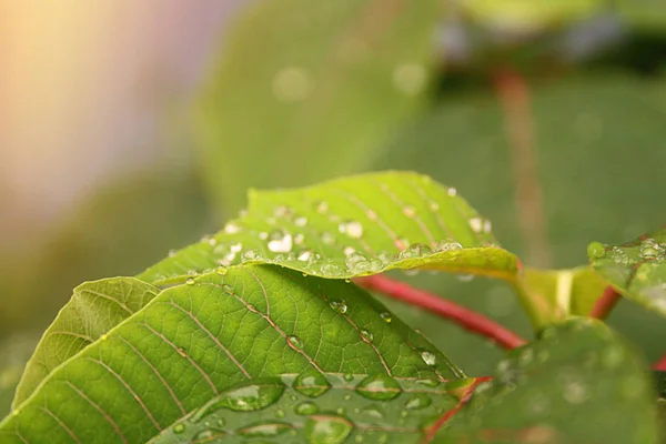 Raindrops Closeup Raindrops Leaf Rain — Stock Photo, Image
