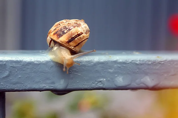 Caracol Grande Fue Caminar Después Lluvia —  Fotos de Stock