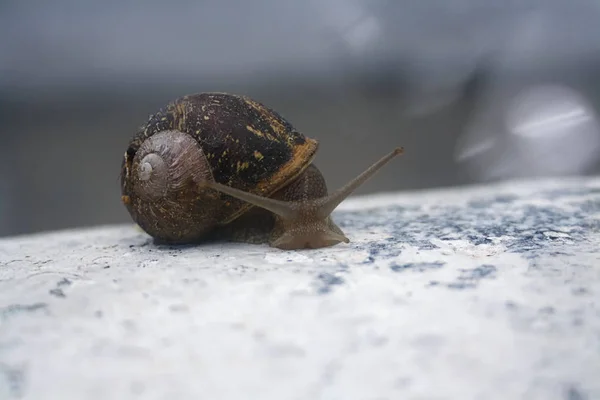 Stor Snigel Gick Promenad Efter Regnet — Stockfoto