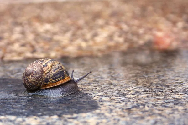 Grote Slak Ging Voor Een Wandeling Regen — Stockfoto