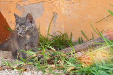 Ev bahçesinde tablo üzerinde yürüyen küçük kedi yavrusu.