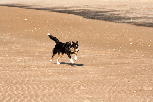 狗品种科莉乐趣玩沙滩上的球 — 图库照片