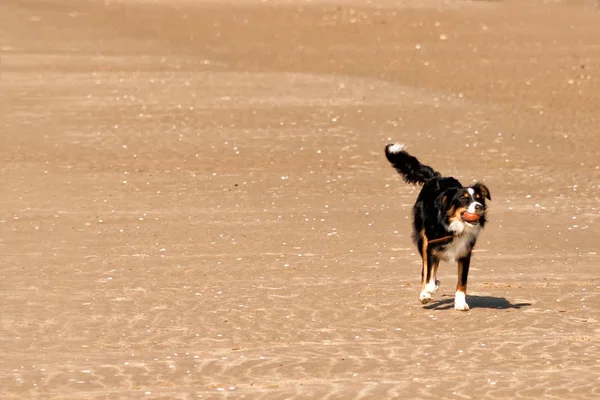 狗品种科莉乐趣玩沙滩上的球 — 图库照片