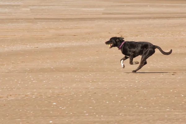 狗的乐趣在海滩上玩球 — 图库照片
