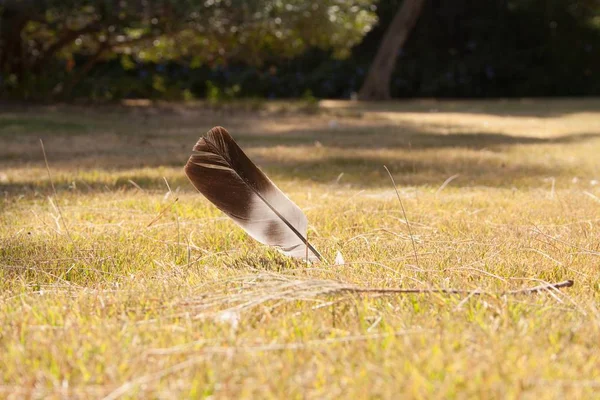 Taubenfeder Steckt Gras Park Fest — Stockfoto