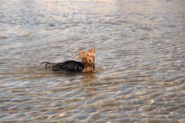 小狗约克郡猎犬安全地沐浴在海水中 — 图库照片