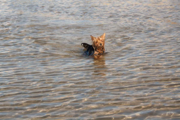 小狗约克郡猎犬安全地沐浴在海水中 — 图库照片