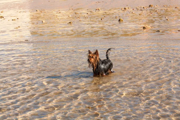 Küçük Köpek Yorkshire Terrier Güvenli Bir Şekilde Deniz Suyunda Yıkandı — Stok fotoğraf