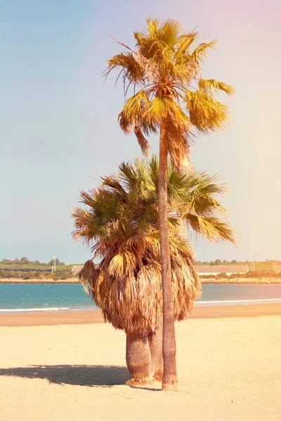 Beautiful palm island on the beach sand.