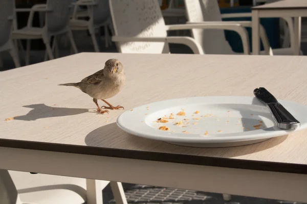 Los Gorriones Comen Los Restos Croissant Plato Café Calle — Foto de Stock