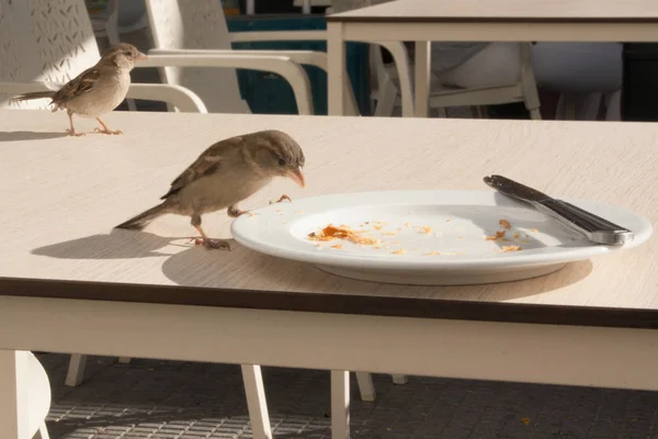 Sparrows Eat Remains Croissant Plate Cafe Street — Stock Photo, Image