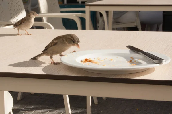 Los Gorriones Comen Los Restos Croissant Plato Café Calle — Foto de Stock