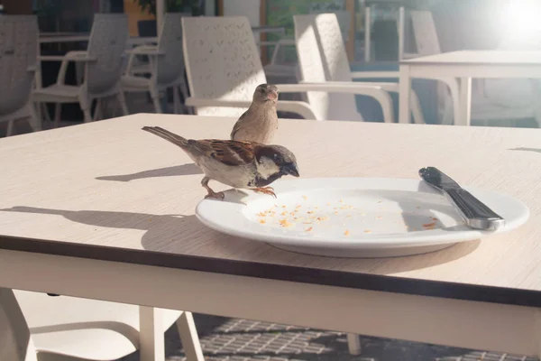 Vrabci Jedí Zbytky Croissantu Talíře Kavárně Ulici — Stock fotografie