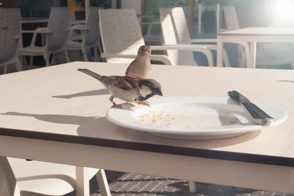 Les Moineaux Mangent Les Restes Croissant Une Assiette Dans Café — Photo