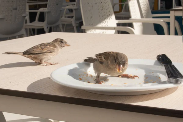 Les Moineaux Mangent Les Restes Croissant Une Assiette Dans Café — Photo