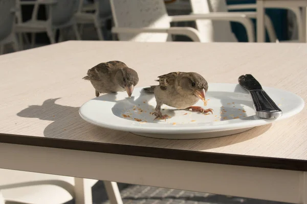 Los Gorriones Comen Los Restos Croissant Plato Café Calle — Foto de Stock