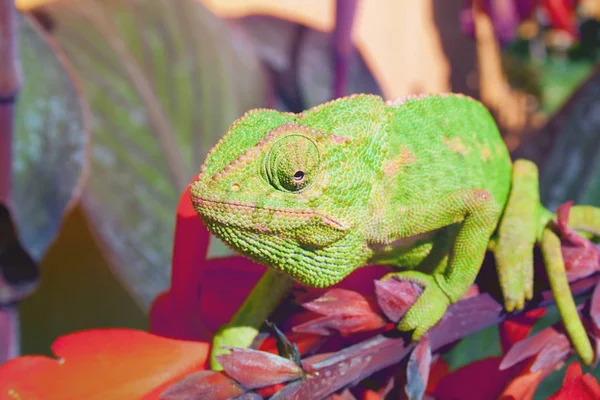 Kameleon Jeden Najbardziej Niezwykłych Pięknych Jaszczurek Kameleon Zielony — Zdjęcie stockowe