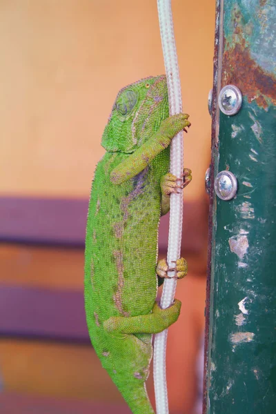 Kameleon Jeden Najbardziej Niezwykłych Pięknych Jaszczurek Kameleon Zielony — Zdjęcie stockowe