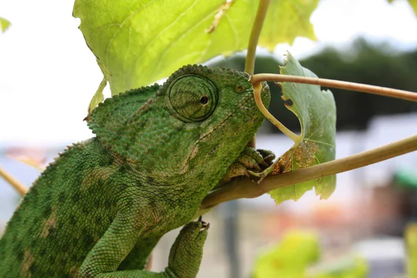 Kameleon Jeden Najbardziej Niezwykłych Pięknych Jaszczurek Kameleon Zielony — Zdjęcie stockowe