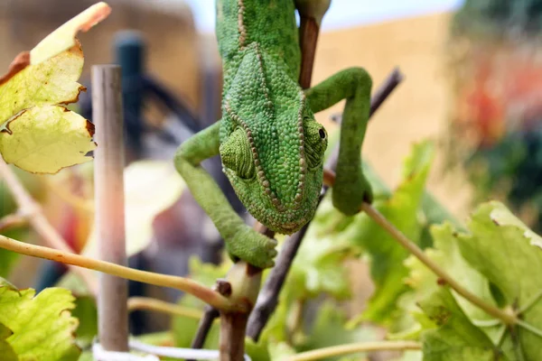 Kameleon Jeden Najbardziej Niezwykłych Pięknych Jaszczurek Kameleon Zielony — Zdjęcie stockowe