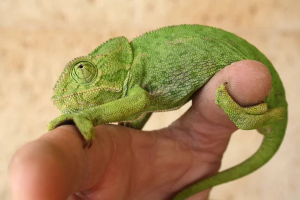 Kameleon Jeden Najbardziej Niezwykłych Pięknych Jaszczurek Kameleon Zielony — Zdjęcie stockowe