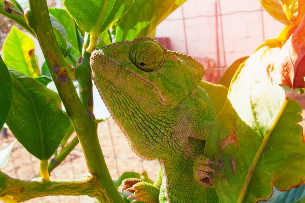 Camaleón Uno Los Lagartos Más Inusuales Bellos Camaleón Verde —  Fotos de Stock