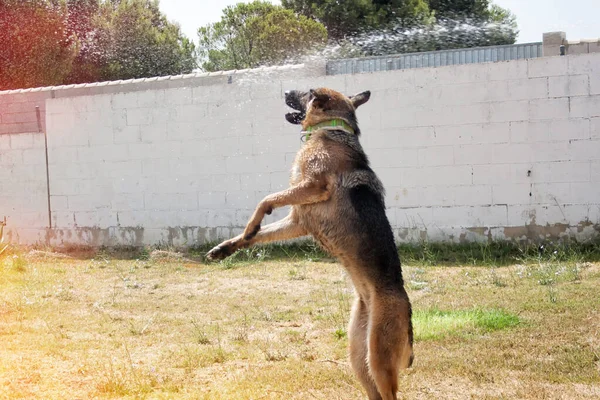 一只东欧牧羊犬用从软管里倒出来的水玩耍 — 图库照片