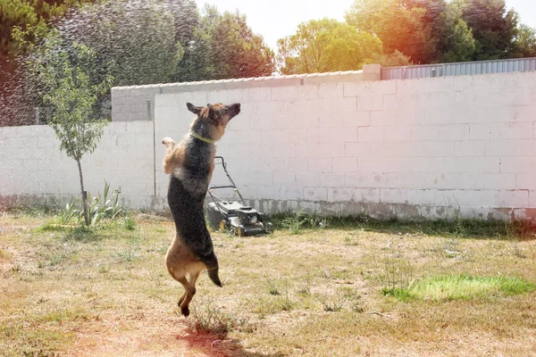 Eastern European Shepherd Dog Plays Water Pours Hose — Stock Photo, Image