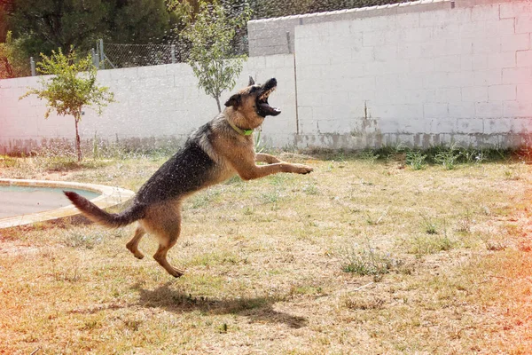 Собака Пастух Східної Європи Грає Водою Яка Виливається Шланга — стокове фото