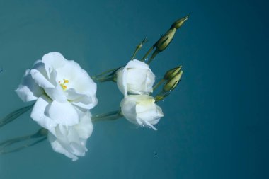 Mavi sularda yüzen bir buket güzel beyaz ve taze çiçek..