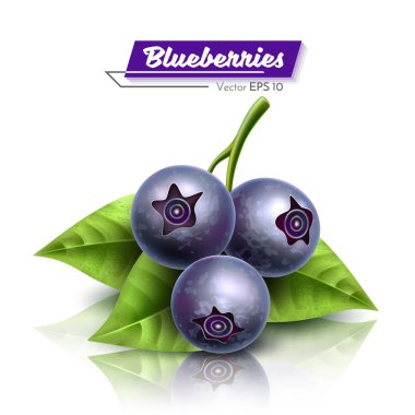 Bir yaprağı ile yaban mersini. Gerçekçi vektör çizim