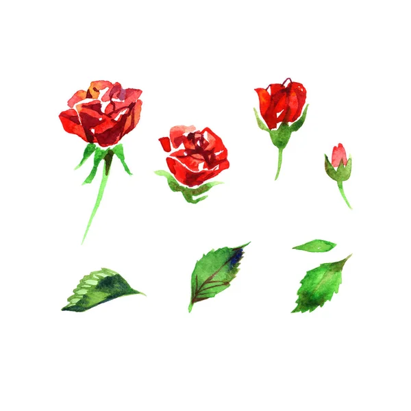 水彩画は、バラの花、芽は、白い背景に分離された緑の葉クローズ アップを設定します。紙の上の手の絵画 — ストック写真