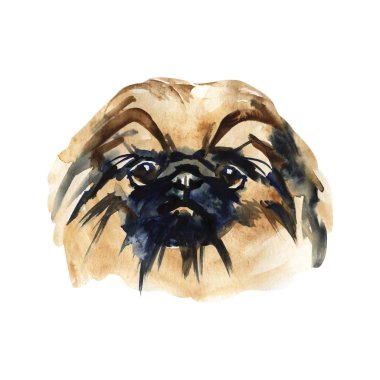 Portre sevimli köpek izole. Suluboya resim çizilmiş. Popüler doğurmak köpek. Tebrik kartı tasarımı. Fino.