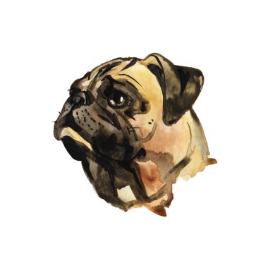 Suluboya köpek Pug portre - el çizimi Evcil hayvan boyalı