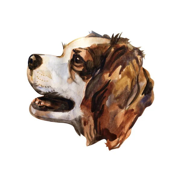 Кавалер король Чарльз спаниель - нарисованный вручную, изолированный акварельный портрет собаки — стоковое фото