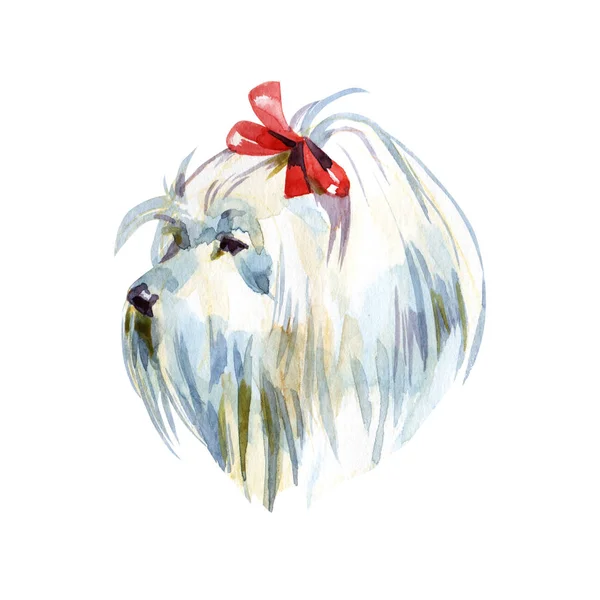 Μαλτεζικά-Poodle σκυλί. Η μπολονέζ. Παιχνίδι ή κανίς μινιατούρα σε ακουαρέλα φόντο. Χαριτωμένο κουτάβι με το παπιγιόν. Ακουαρέλα χέρι κατοικίδιο ζώο εικονογράφηση. Συλλογή έργων τέχνης των ζώων: σκυλιά. Καλό για εκτύπωση — Φωτογραφία Αρχείου
