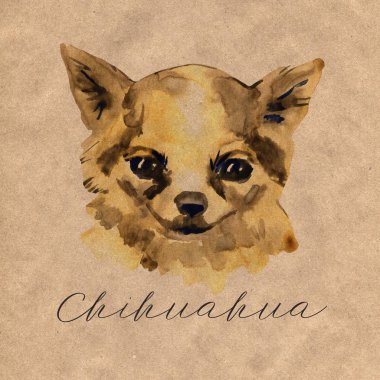 Chihuahua popüler mini köpektir. Bir oyuncak korkunç suluboya arka plan üzerinde başkanı. Suluboya hayvan koleksiyonu: köpekler. Sevimli gerçekçi köpek portre - el boyalı illüstrasyon, Pet tasarım şablonu