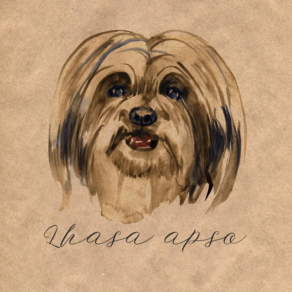 Lhasa apso - pintado à mão, cão aquarela isolado — Fotografia de Stock