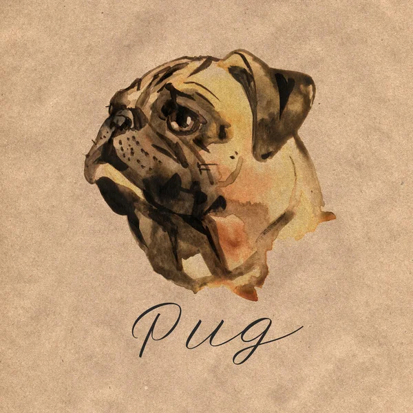 수채화 개 Pug 초상화-손으로 그린 애완 동물의 그림 — 스톡 사진