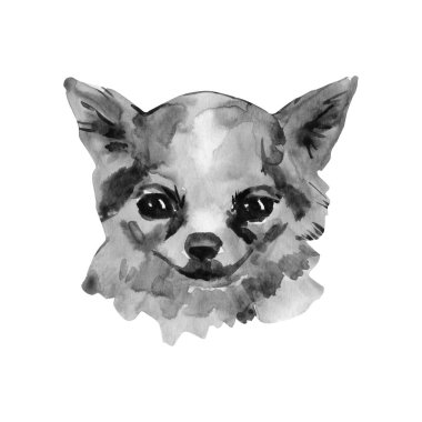 Chihuahua popüler mini köpektir. Bir oyuncak korkunç suluboya arka plan üzerinde başkanı. Suluboya hayvan koleksiyonu: köpekler. Sevimli gerçekçi köpek portre - el boyalı illüstrasyon, Pet tasarım şablonu